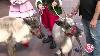 Baby Reindeer Train To Pull Santa S Sleigh Sa Live Ksat 12