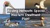 Birding Hotspots Special Western Treatment Plant