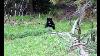 Friendly Bear On The Buffalo Horn Trail To Ramshorn Lake
