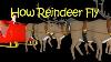 How Reindeer Fly A Short Fun Science Video