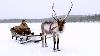 Magical Finland Sleigh Ride Reindeer Family And Me Bbc Earth