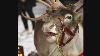 Post Flight Feast Study Suggests Reindeer Vision Evolved To Spot Favorite Food