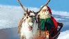 Reindeer Of Santa Claus In Lapland Finland Secrets Of Father Christmas Reindeer For Kids Children