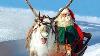Reindeer Of Santa Claus In Lapland Finland Secrets Of Father Christmas Reindeer For Kids Children