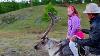 Reindeer Riding In Mongolia