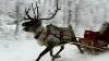 Reindeer Run With Santa S Sleigh Through The Snow