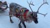 Reindeer Sleigh Ride At Santa Claus Village