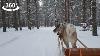 Reindeer Sleigh Rides In Santa Claus Village Vr 360 Video
