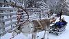 Reindeer U0026 Husky Sleigh Rides In Rovaniemi Finland