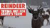 Reindeer Video Compilation 2017 Santa S Sleigh Team