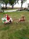 Santa In Sleigh Withtoys & 1 Reindeer Lighted General Foam Blow Mold Vintage