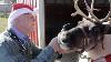 Santa S Veterinarian Clears Reindeer For Christmas Flight