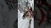 Sleighs With Reindeers Wonderful Animals Snowy Lapland Shorts Lapland Reindeer Sleigh Snow