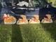 Vintage 1950's Noma Lights Santa Sleigh Reindeer Blowmold Indoor / Outdoor Rare