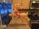 Vintage 27 Grand Venture Christmas Reindeer For Santa's Sleigh Blow Mold