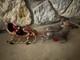 Vintage Mechanical Replicas Cast Iron Santa Sleigh 2 Reindeer Boonville Ny