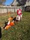 Vintage Santa Claus Sleigh Reindeer Christmas Blow Mold Plastic Outdoor Light Up